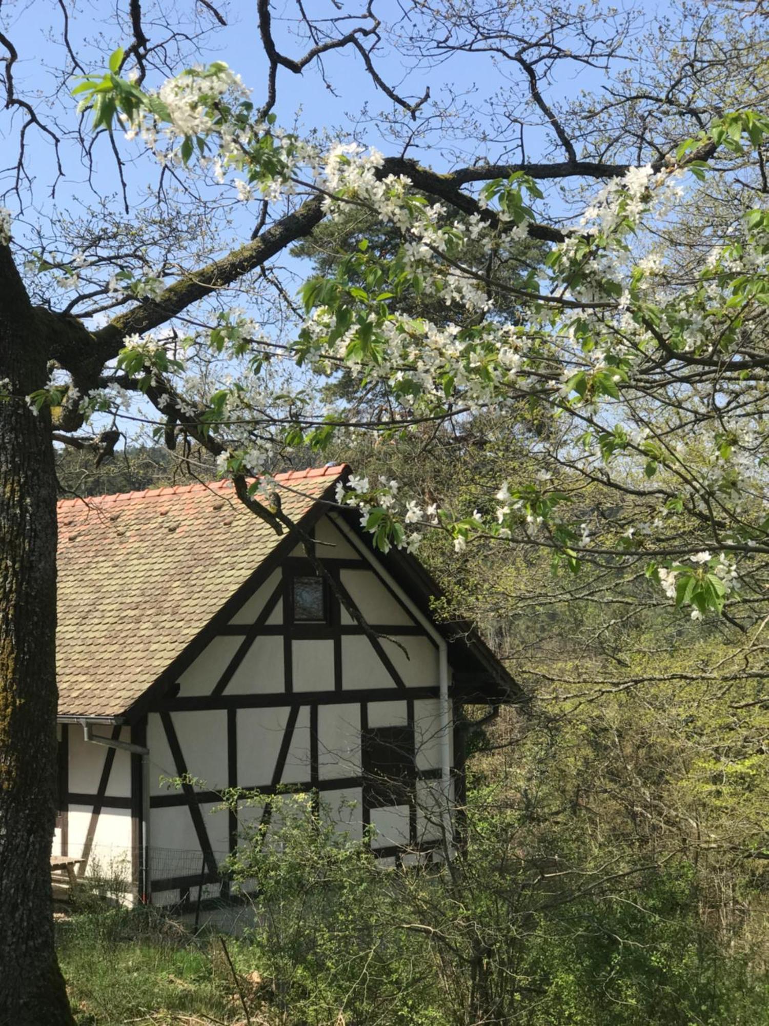 Logis Du Haut-Koenigsbourg Thannenkirch Habitación foto